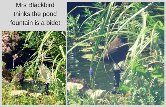 Blackbird bathing in pond