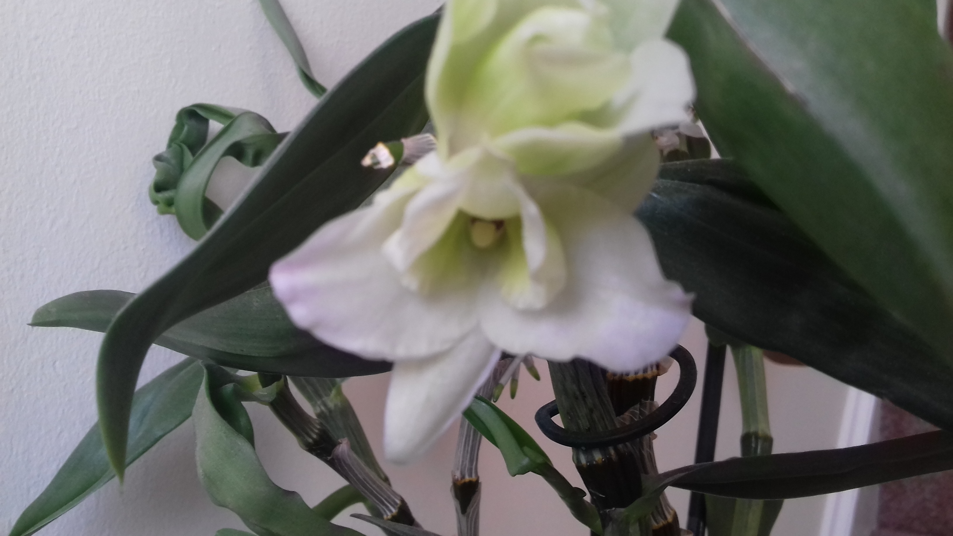 One flower on the succulent.